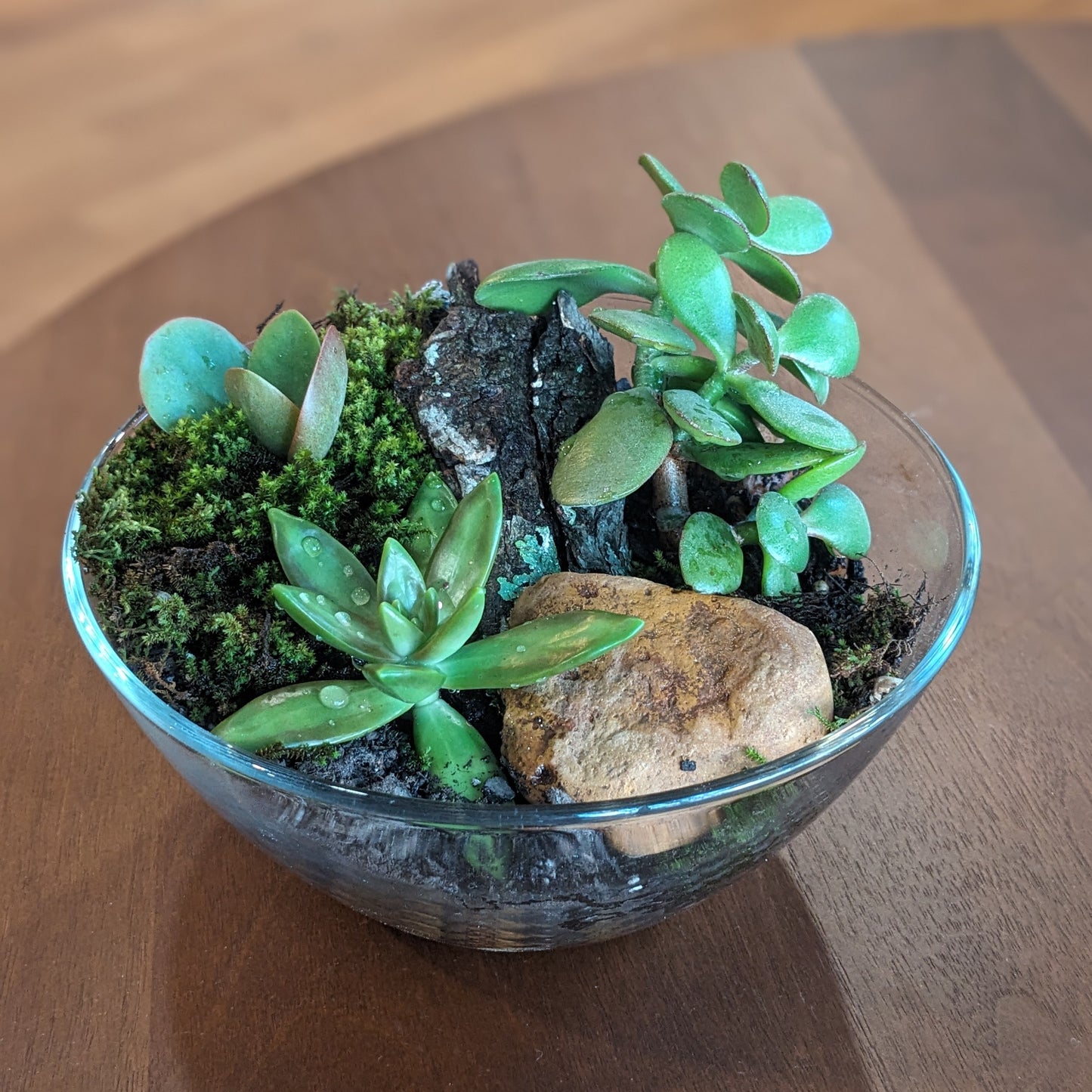 Succulent Terrarium Workshop with Allison Weeden