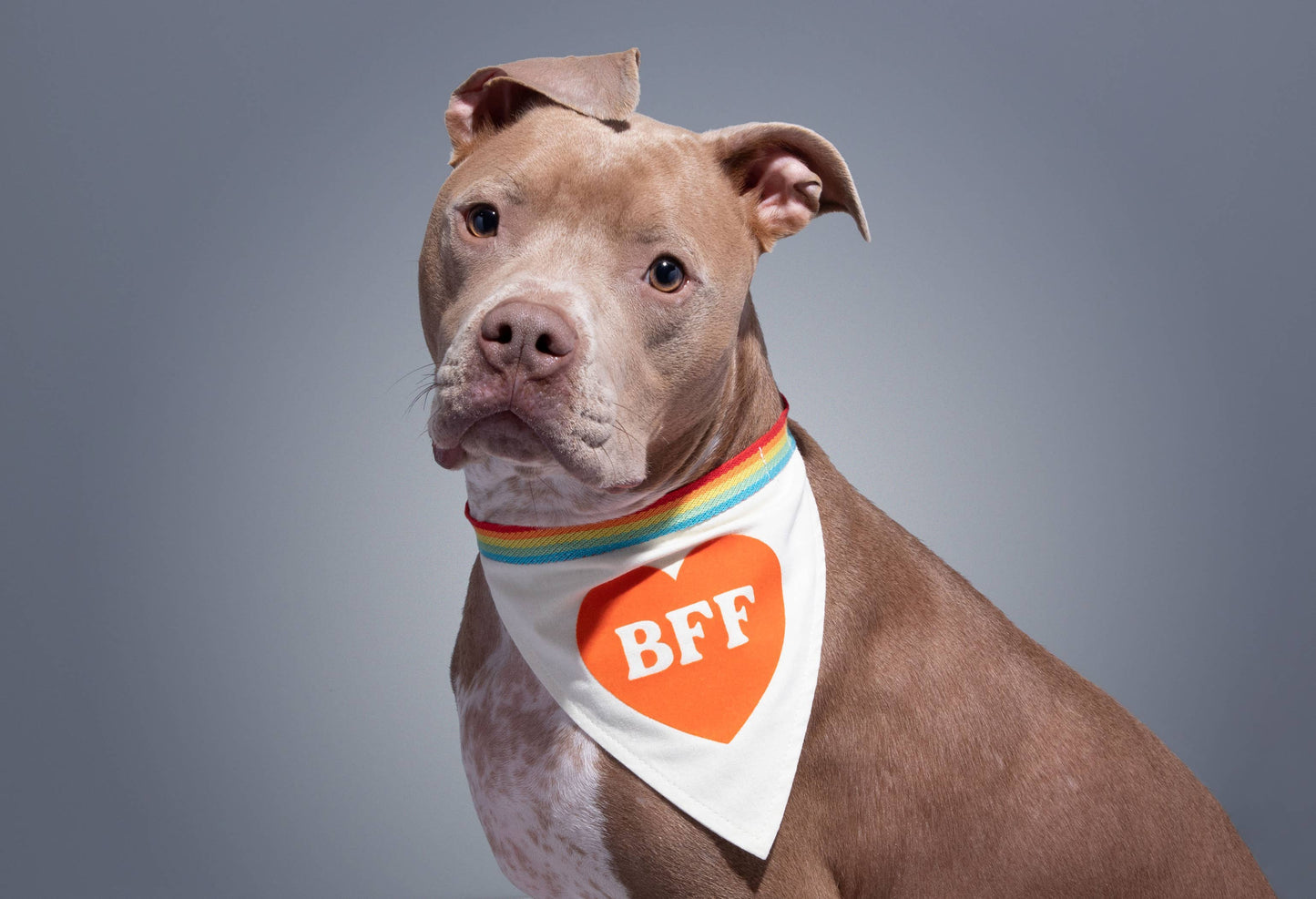 Brass Monkey BFF Dog Bandana